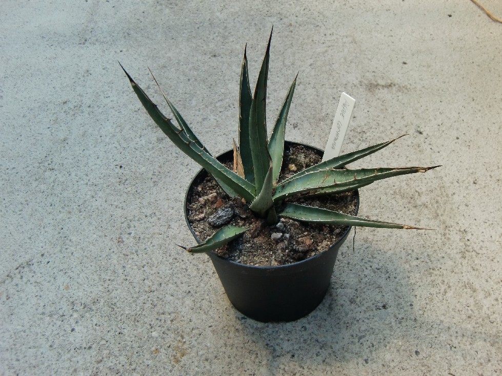 Agave lophantha 5/10cm dm